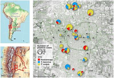 Environmental Toxocara spp. presence in crowded squares and public parks from San Juan Province, Argentina: A call for a “One Health” approach